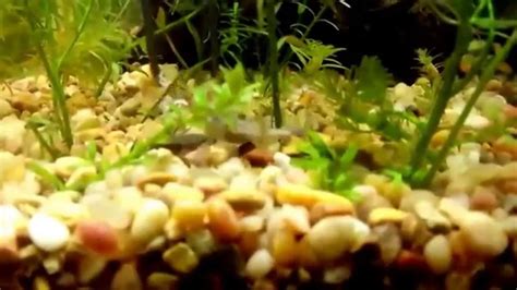 You can use pretty much any freshwater aquarium plants in a frog habitat, but one of my favorites for an adf habitat is the java fern. "Hand" feeding my dwarf african frogs, with my new long ...