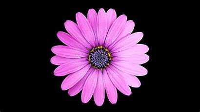 4k Flower Daisy Purple Margarita Wallpapers Ultra