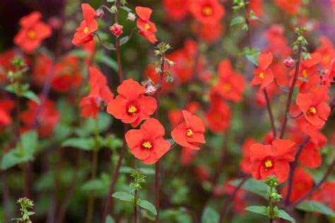 Best Plants With Red Flowers Gardeners World Magazine