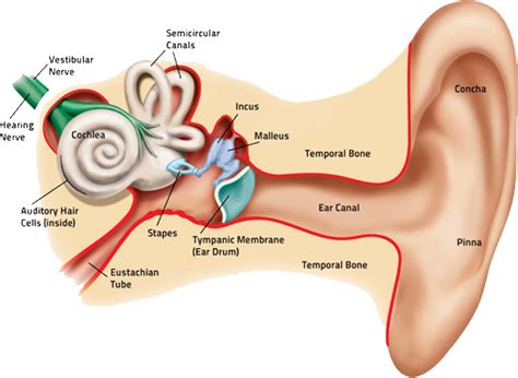 How Hearing Works San Diego Hearing Center