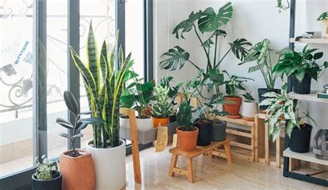 Best Indoor Plants For The Office Terelee Homes Improvement Decor
