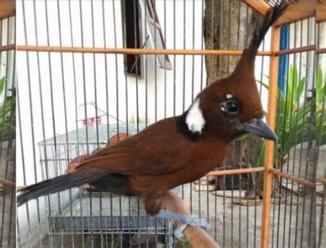 Uniknya, ukuran burung jantan justru lebih kecil dibanding beo betina. Www.ciri Ciri Burung U Flamdboyan Jantan : Tip Jitu ...