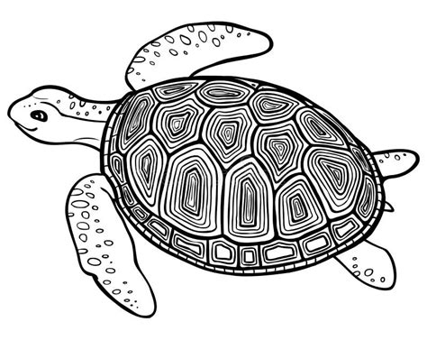 Turtle Swim Coloring Page With Shells Starfish And Seaweed Stock