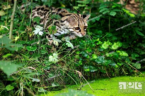 Margay Cat Leopardus Wiedi Adult Near Water Hole Stock Photo Picture