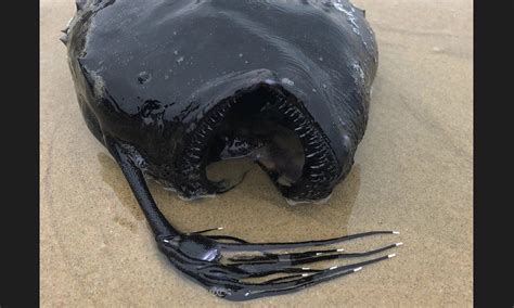 Rarely Seen Deep Sea Footballfish Washes Up At Newport Beach