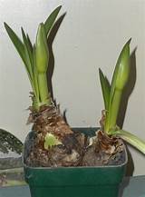 The common name amaryllis is often applied to the hybrids of, but less often to the 100 or so species of hippeastrum. Amaryllis Care | HubPages