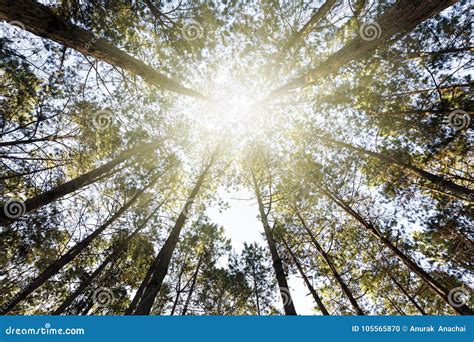 Ant View Look Up On Pine Tree Stock Photo Image Of Bright Sunlight