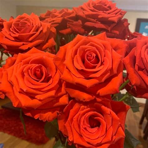 Nina Roses Florabundance Wholesale Flowers