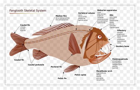 Angler Fish Diagram Deep Sea Fish Anatomy Animal Sea Life Cod Hd Png