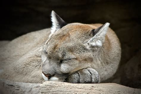 A Walk At The Zoo Sleeping Mountain Lion Puma Concolor Flickr