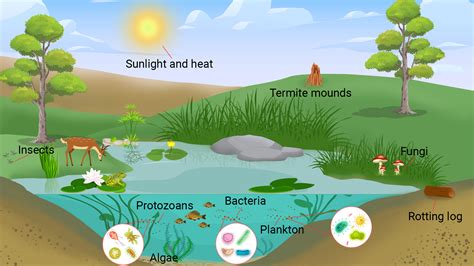 Ecosystem Definition Types Examples Video Lesson 48 Off