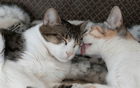What Does It Mean When Cats Lick Each Other 6 Strange Reasons