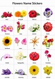 Flowers And Names - Flower Names - WeNeedFun - 'celadine' is the name ...
