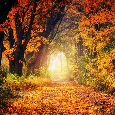 Autumn Forest Path 4k 5k Wallpapers Hd Wallpapers Id