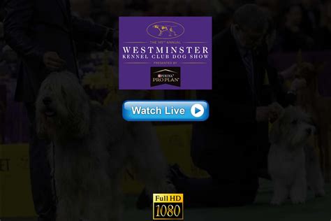 Westminster Dog Show 2021 On Tv Westminster Dog Show 2021 Live Breed