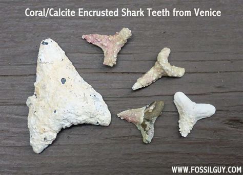 how to find shark teeth in venice fl