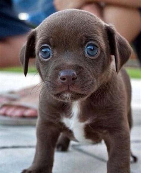 Blue Eyed Chocolate Puppy With Images Cute Baby