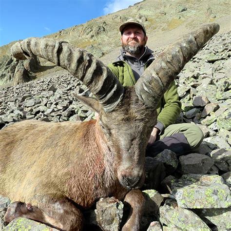 combination hunting on kuban tur mid caucasian tur and altai siberian ibex in russia