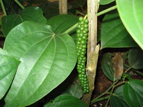 How To Grow Black Peppercorns The Homestead Garden