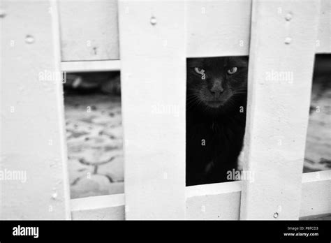 Grumpy Black Cat Angry Black Cat Stock Photo Alamy