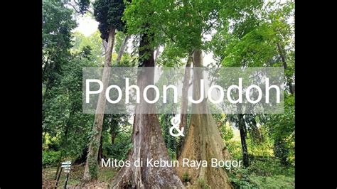 Kebun Raya Bogor Spot Menarik Bag Pohon Jodoh Jembatan