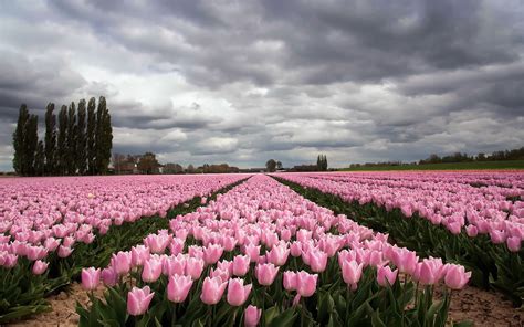 Pink Tulip Field On Cloudy Day Hd Wallpaper Background Image