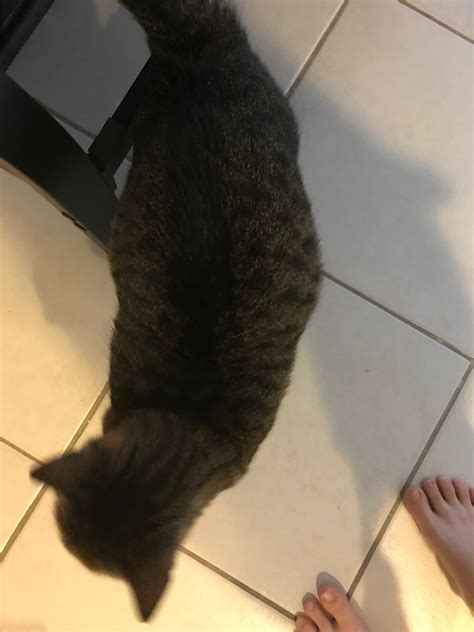 Possibly Pregnant Cat Thecatsite