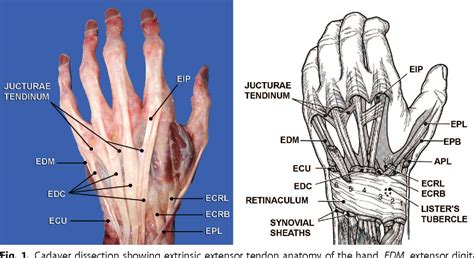 Tendons Thumb Anatomy