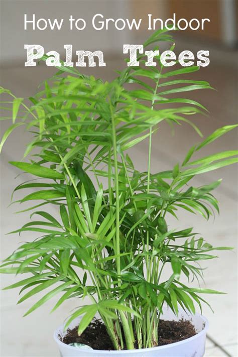 Apr 03, 2020 · miniature palm trees are generally defined as being under 20 feet (6 m.) tall, which in terms of palms is really quite short. Indoor Palm Trees: Types + How To Grow Them | Install-It ...