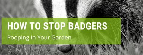 How To Stop Badgers Pooping In Your Garden Jacks Garden