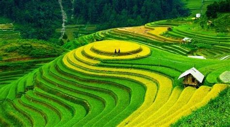 Terraced Rice Fields In Shin Chai Village Sapa Updated 2020 All You