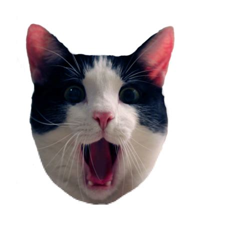 Pop Cat Meme Transparent Popcat Crazy Cat Meme Pop Art Sticker By