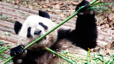 Pandas With Bamboo