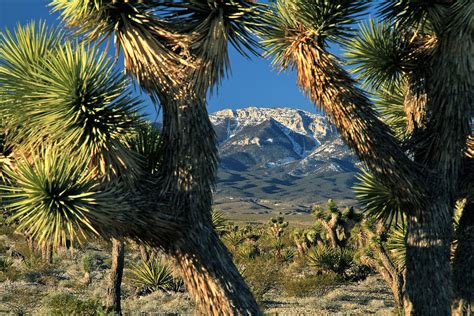 Spring Mountains Nevada Photograph By Ed Riche