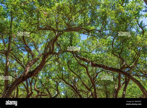 Southern Live Oak Tree Branches Quercus Virginiana Hollywood