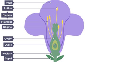 Reproduction And Inheritance Revision Cards In Igcse Biology