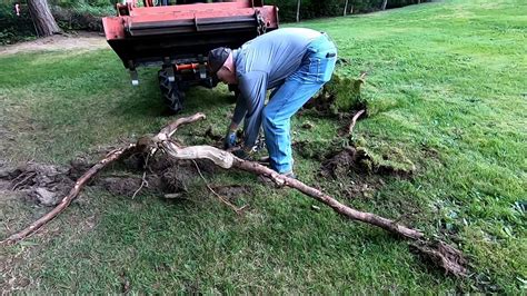 Removing Tree Roots Youtube