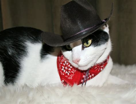 Welcome to the official cats and cowboy hats twitter! Daisy the Curly Cat: All Hat, No Cattle