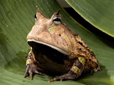 Top 10 Bizarre Frogs Listverse