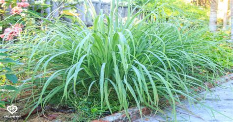 How to Plant Lemongrass to Repel Mosquitoes - Clinific