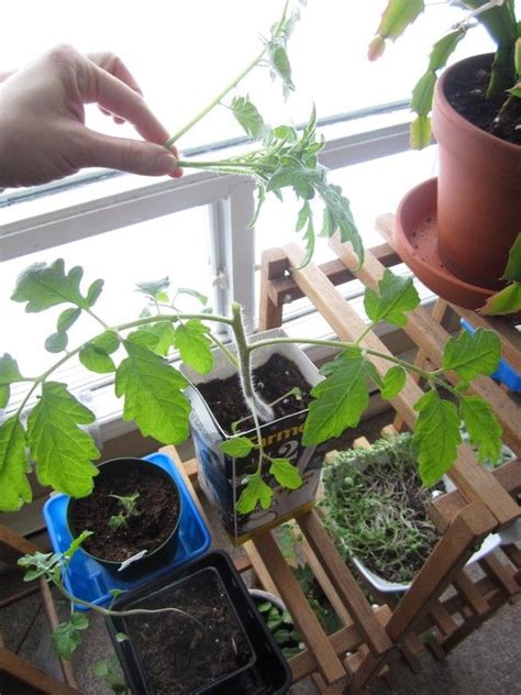 Pruning Your Indoor Tomato Plants