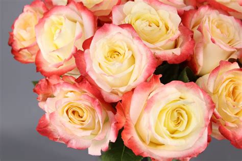 Las Rosas Más Bellas Del Planeta ☝【rosas De Ecuador】