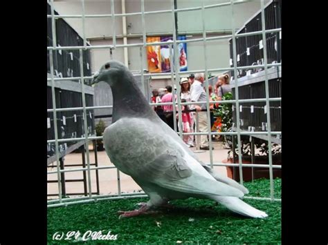 British Show Racer Pigeons Video Dailymotion