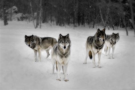 4 Wolves Wolf Pack By Resresres On Deviantart