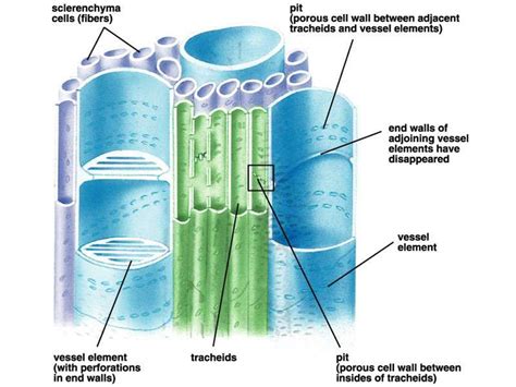 Animal Cell Xylem Structure San Jac Animal Cell It Is A Rigid Layer