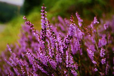 Best Shrubs With Purple Flowers