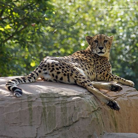 Cheetah Colchester Zoo Photos From Our Trip In September Flickr