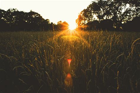 Image Sun Nature Fields Ear Botany Sunrises And Sunsets