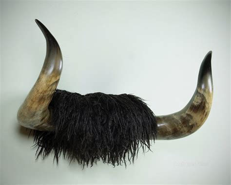 Antiques Atlas Mounted Highland Cattle Horns C1910