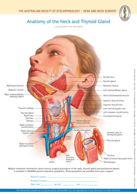 Normal Anatomy Of The Neck And Thyroid Gland Mi Tec Medical Publishing